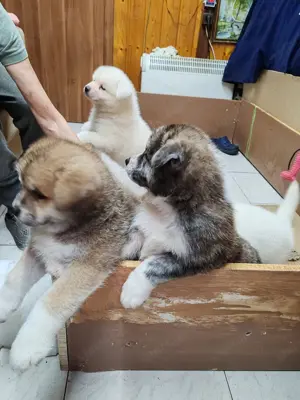 Akita Inu fajtiszta kiskutya - kép 10