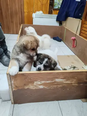 Akita Inu fajtiszta kiskutya - kép 9