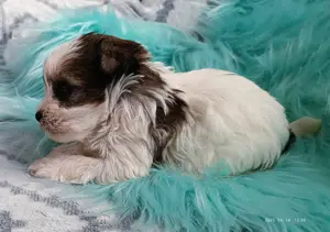 Yorki yorkshire terrier biewer White Ocean Pearl  - kép 2