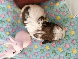Yorki yorkshire terrier biewer White Ocean Pearl  - kép 3