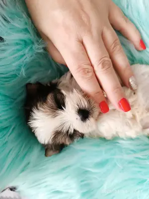 Yorki yorkshire terrier biewer White Ocean Pearl  - kép 4