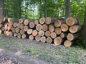 Kalodás tűzifa   - kép 3