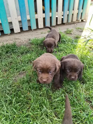 Eladó labrador kiskutyák  - kép 8