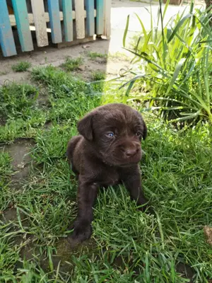 Eladó labrador kiskutyák  - kép 4