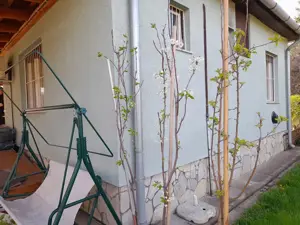 Eladó lakható hétvégi ház a Tőserdőben. - kép 11