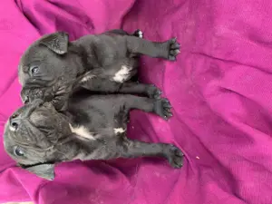 Cane corso kiskutyák  - kép 7