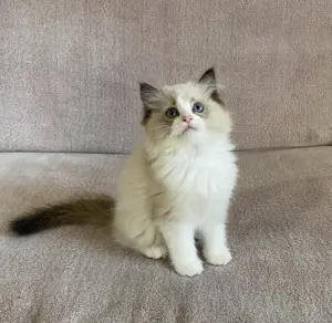 Ragdoll cicák eledó  - kép 2