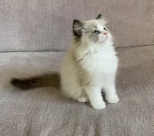 Ragdoll cicák eledó 