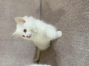 Ragdoll cica eladó - kép 5