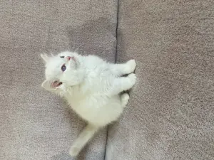 Ragdoll cica eladó - kép 4