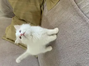 Ragdoll cica eladó - kép 3