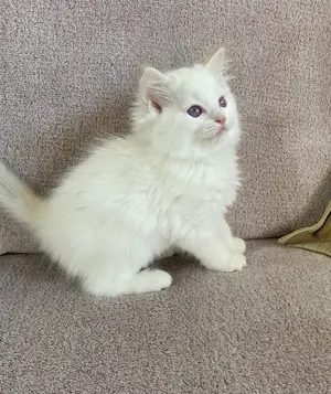 Ragdoll cica eladó