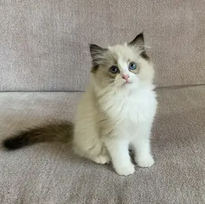 Ragdoll cicák eledó  - kép 3