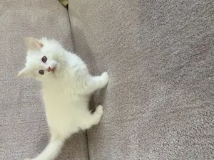Ragdoll cica eladó - kép 6