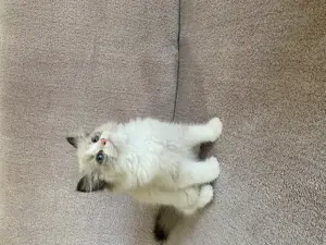 Ragdoll cicák eledó  - kép 5