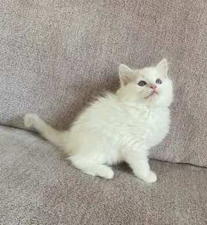 Ragdoll cica eladó - kép 2