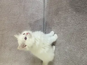 Ragdoll cica eladó - kép 9