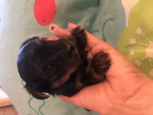 Yorkie kisfiú foglalható, eladó! - kép 3