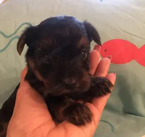 Yorkie kisfiú foglalható, eladó! - kép 2