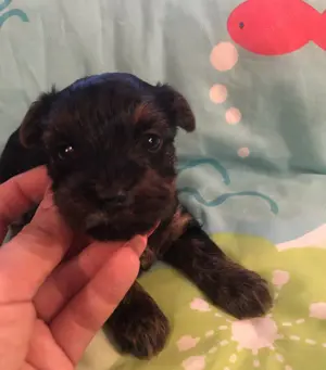 Yorkie kisfiú foglalható, eladó! - kép 4