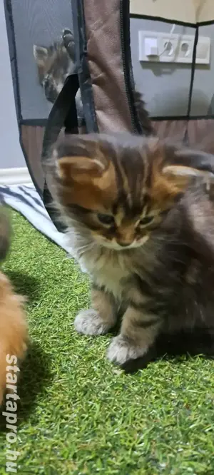 Maine coon kiscica