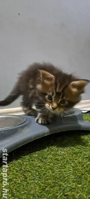 Maine coon kiscica - kép 2