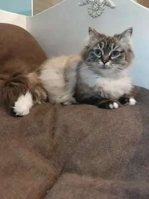 Ragdoll kiscicák előjegyezhetőek 