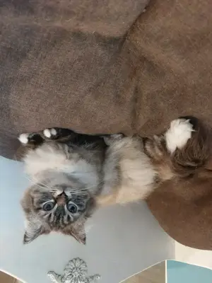 Ragdoll kiscicák előjegyezhetőek 