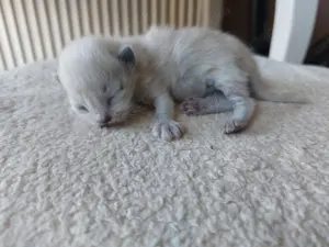 Ragdoll kiscicák előjegyezhetőek  - kép 3
