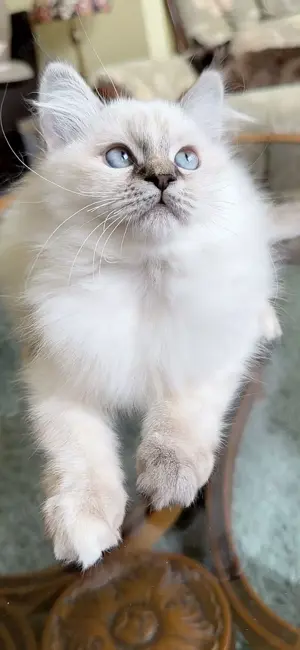 Ragdoll cicák foglalhatók - kép 2