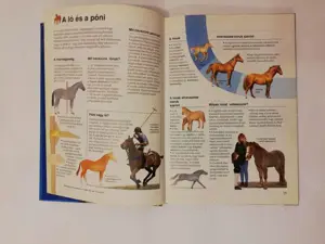 Lovak és pónik - Képes enciklopédiája - kép 3