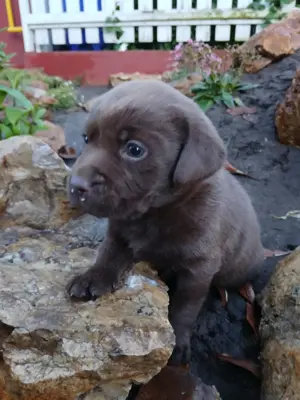 Eladó labrador kiskutyák  - kép 2