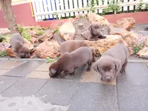 Eladó labrador kiskutyák  - kép 5