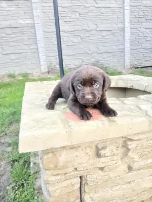 Eladó labrador kiskutyák  - kép 3
