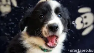 Border collie kiskutya - kép 2