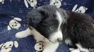 Border collie kiskutya  - kép 2