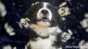 Border collie kiskutya  - kép 3