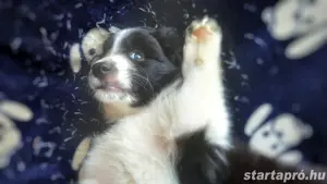 Border collie kiskutya  - kép 4