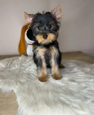 Yorkshire Terrier  - kép 4