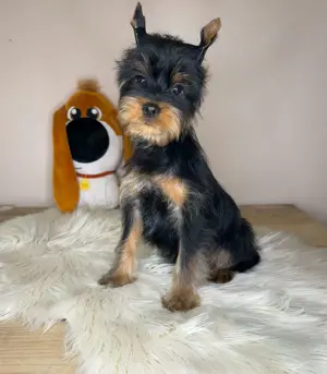 Yorkshire Terrier  - kép 3