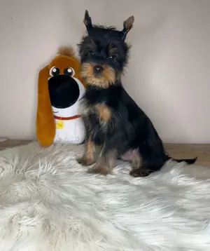 Yorkshire Terrier  - kép 2