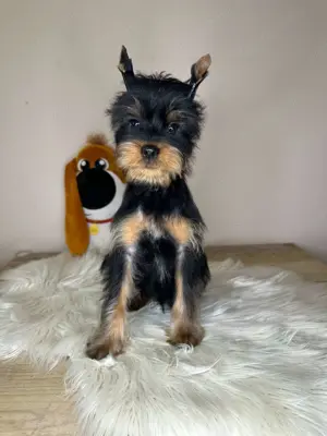 Yorkshire Terrier  - kép 4