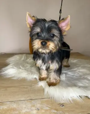 Mini Yorkshire terrier  - kép 3