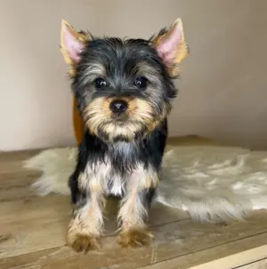 Mini Yorkshire terrier  - kép 2