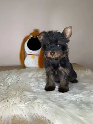 Extra mini Yorkshire terrier  - kép 2