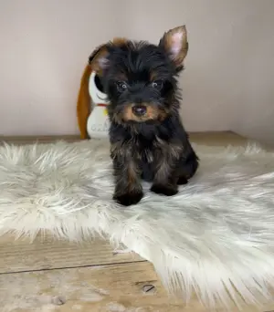 Extra mini Yorkshire terrier  - kép 4