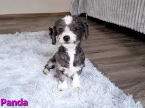 Bichon havanese törzskönyvezett kislány Panda - kép 5