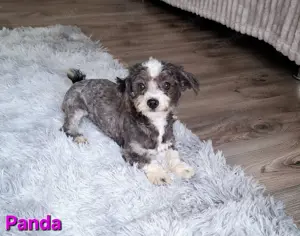 Bichon havanese törzskönyvezett kislány Panda - kép 7