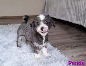 Bichon havanese törzskönyvezett kislány Panda - kép 11