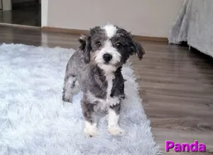 Bichon havanese törzskönyvezett kislány Panda - kép 10